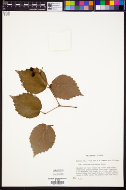 Viburnum bracteatum image