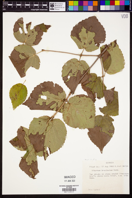 Viburnum bracteatum image