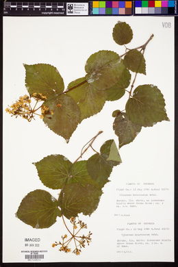 Viburnum bracteatum image