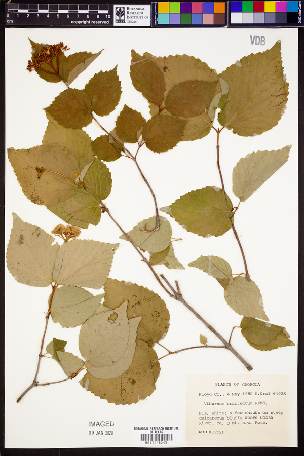 Viburnum bracteatum image