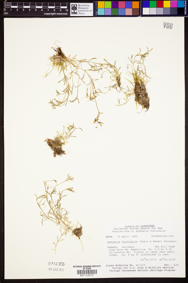 Arenaria fontinalis image
