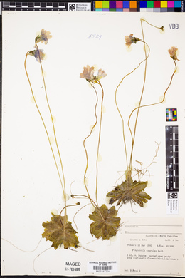 Pinguicula caerulea image