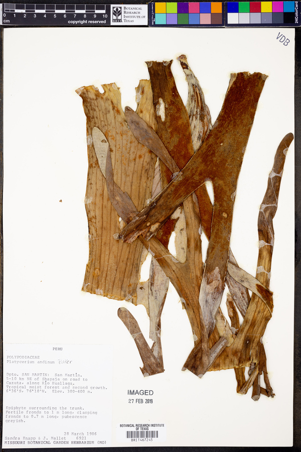 Platycerium andinum image