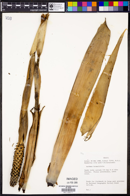 Aechmea bromeliifolia image