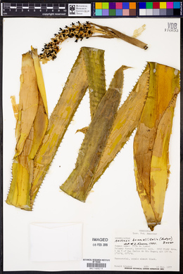 Aechmea bromeliifolia image