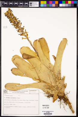 Aechmea cylindrata image