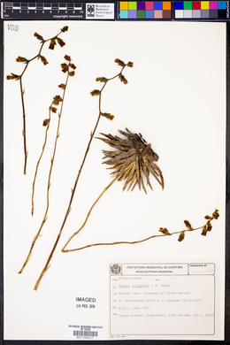 Dyckia oligantha image