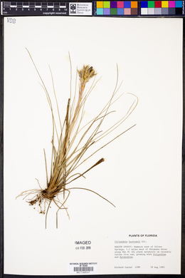 Tillandsia bartramii image