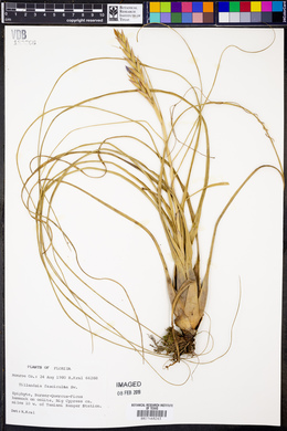 Tillandsia fasciculata image