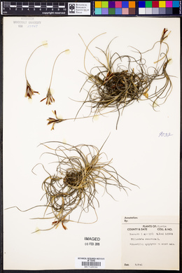 Tillandsia recurvata image