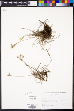 Tillandsia recurvata image