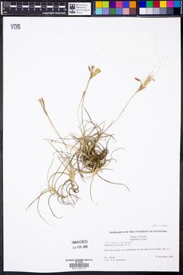 Tillandsia recurvata image