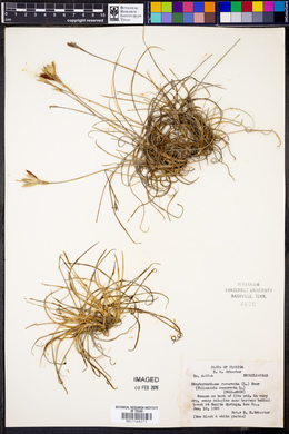 Tillandsia recurvata image