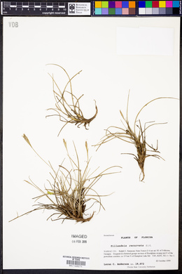 Tillandsia recurvata image