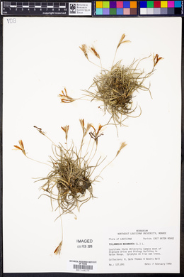 Tillandsia recurvata image