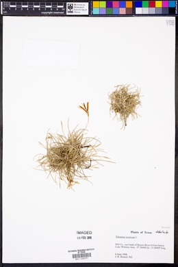 Tillandsia recurvata image