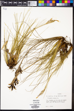 Tillandsia setacea image