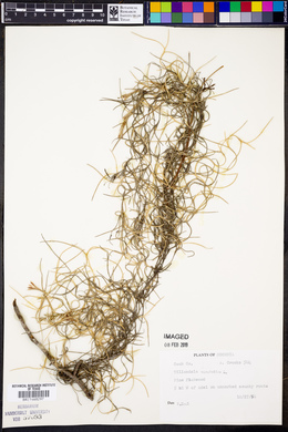 Tillandsia usneoides image