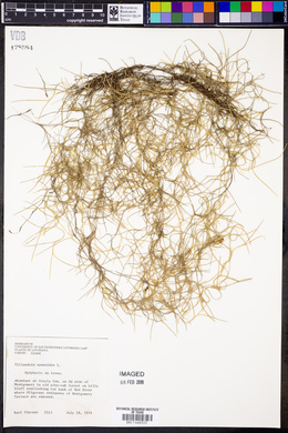 Tillandsia usneoides image