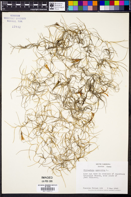 Tillandsia usneoides image