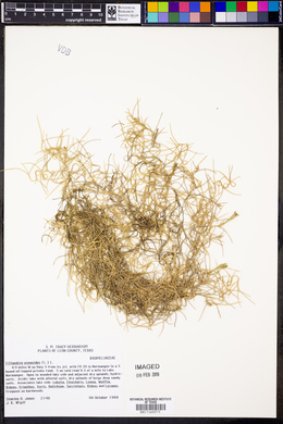 Tillandsia usneoides image