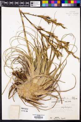 Tillandsia utriculata image