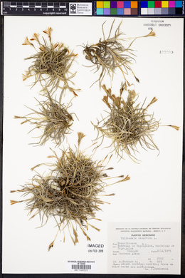 Tillandsia recurvata image