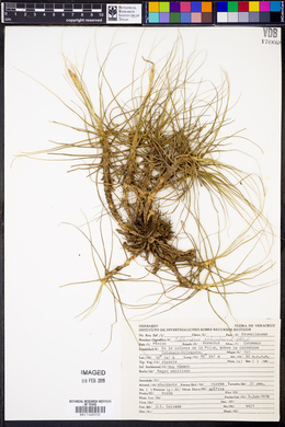 Tillandsia schiedeana image
