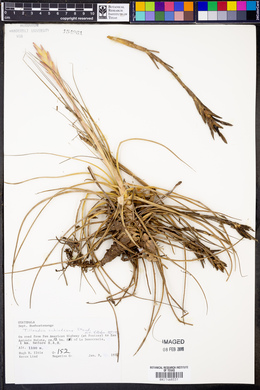 Tillandsia schiedeana image