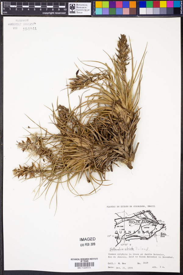 Tillandsia stricta image