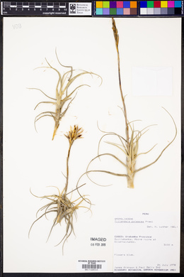 Tillandsia paleacea image