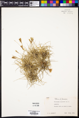 Tillandsia recurvata image