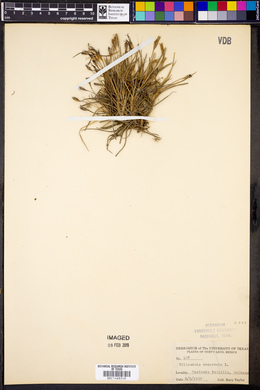 Tillandsia recurvata image