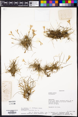 Tillandsia recurvata image