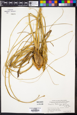 Tillandsia balbisiana image