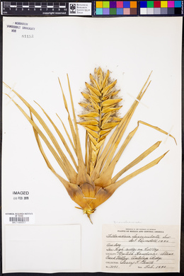 Tillandsia fasciculata image