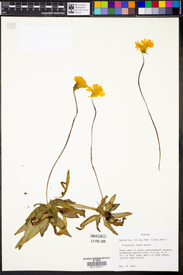 Pinguicula lutea image