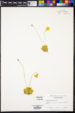 Pinguicula lutea image