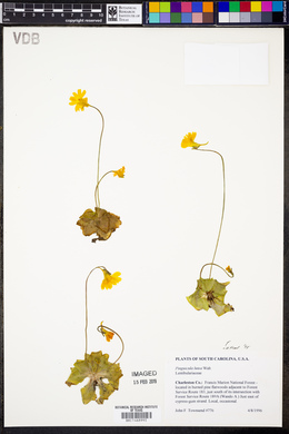 Pinguicula lutea image