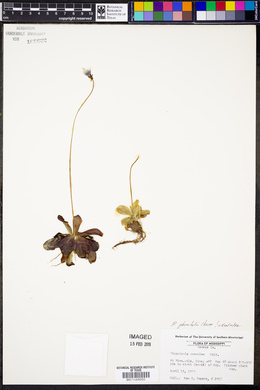 Pinguicula planifolia image