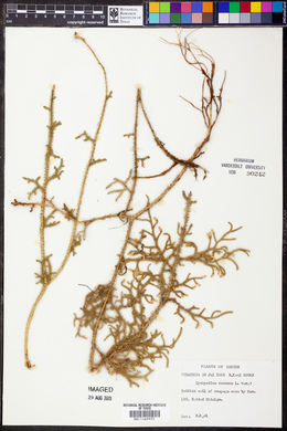 Lycopodium cernuum image