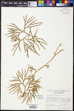 Diphasiastrum thyoides image