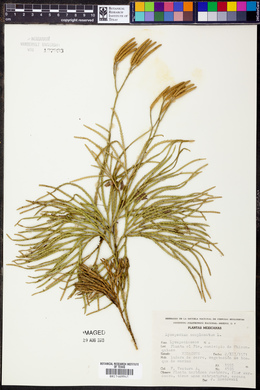 Diphasiastrum complanatum image