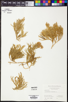 Lycopodium alpinum image