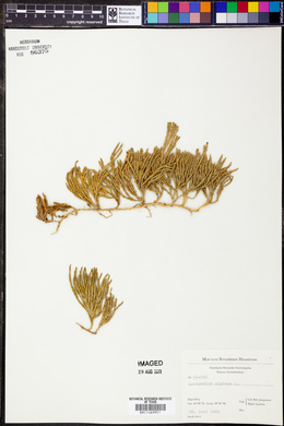 Lycopodium alpinum image