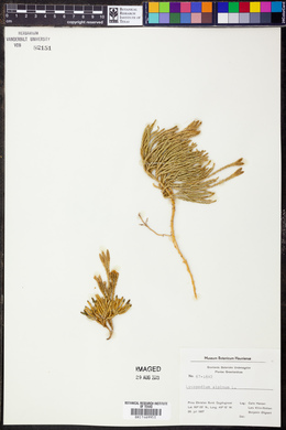 Lycopodium alpinum image