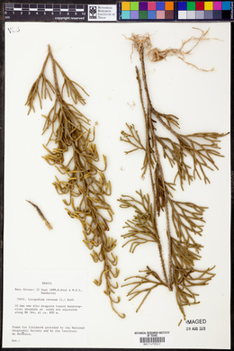 Lycopodium cernuum image