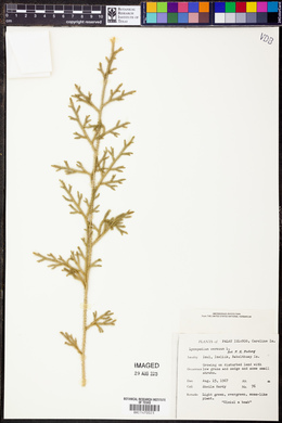 Lycopodium cernuum image