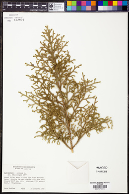 Lycopodium cernuum image