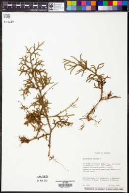 Lycopodium cernuum image